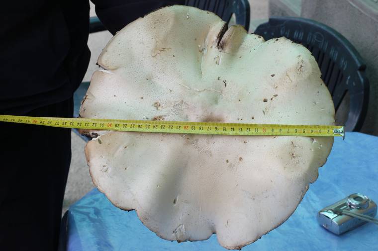 Majdnem egykilós csiperke nőtt Siménfalva határában