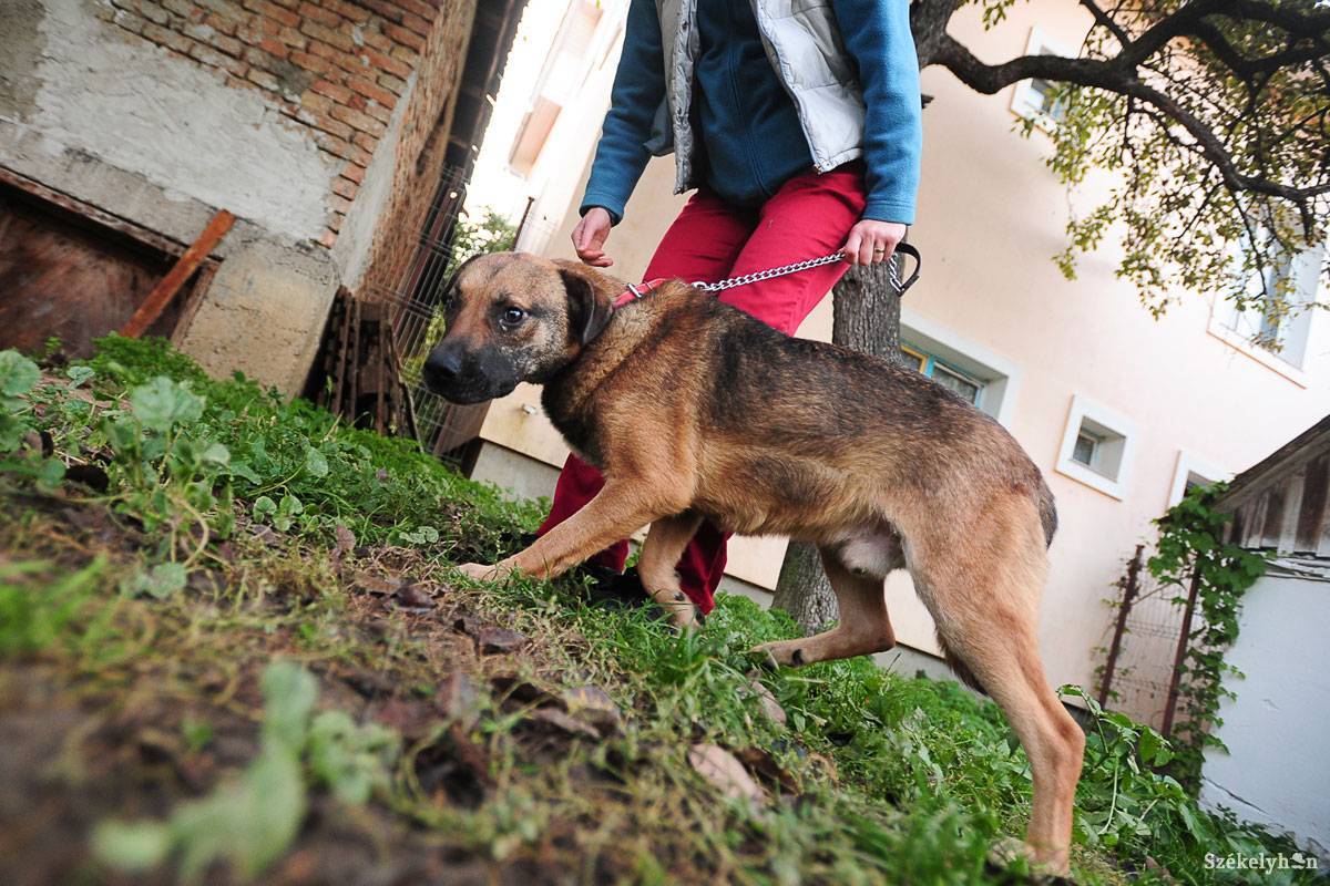 • Fotó: Thomas Câmpean