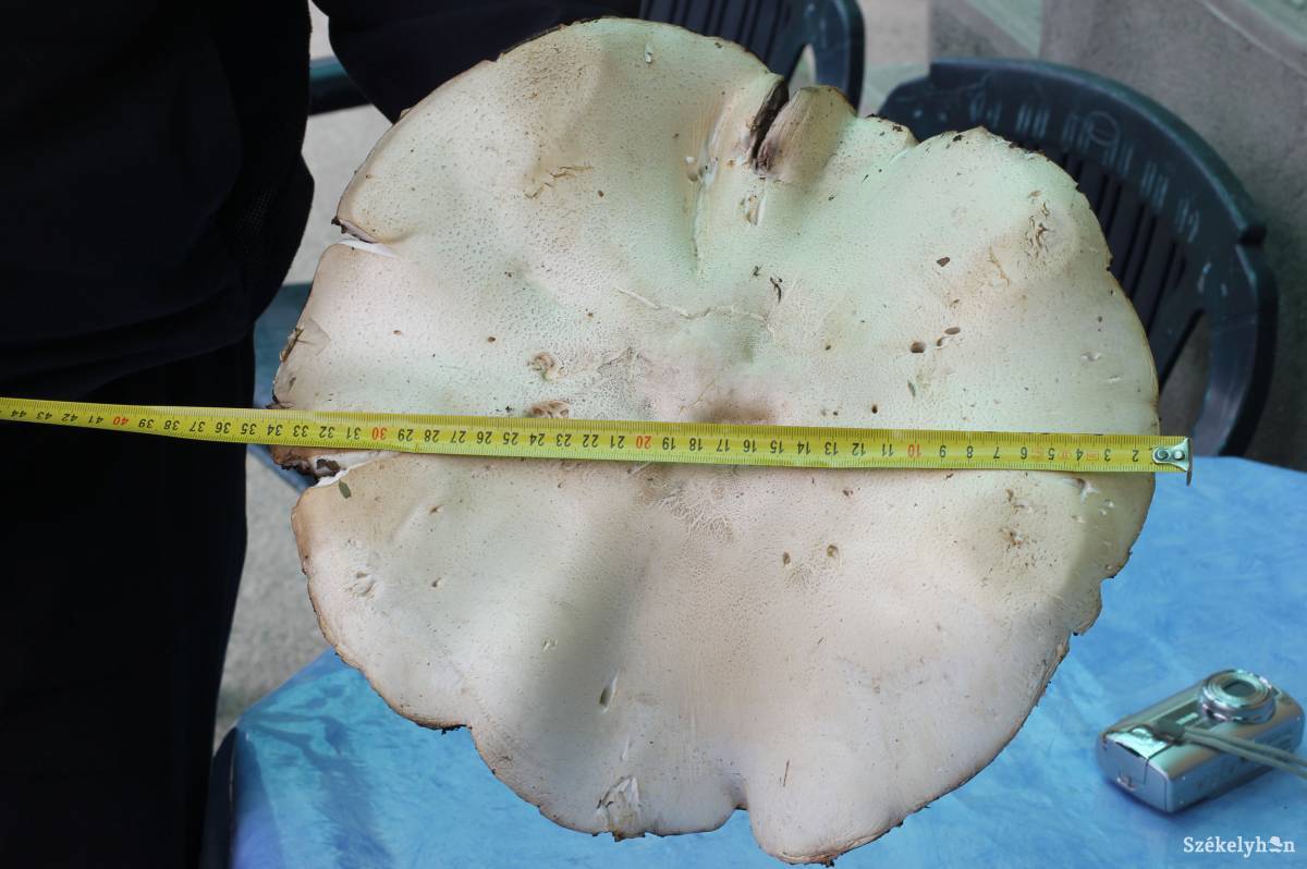 &bullet;  Fotó: Farkas Antal