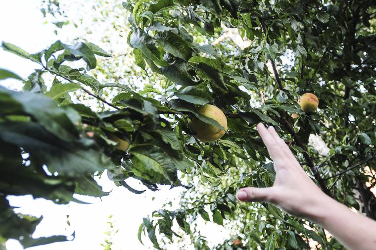 Barack érik az udvarhelyi tömbházak között