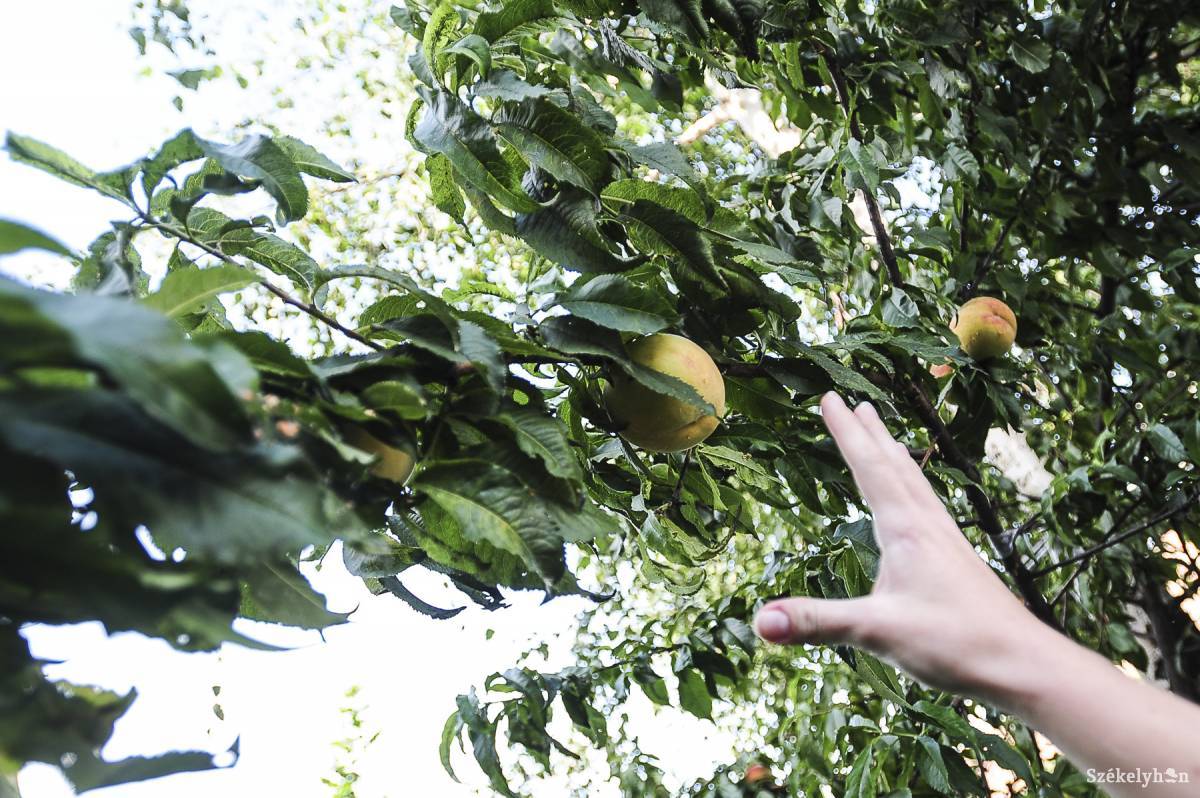 &bullet;  Fotó: Thomas Campean