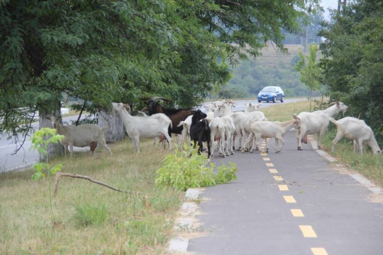 Kecskék és lovak garázdálkodnak Szombatfalván