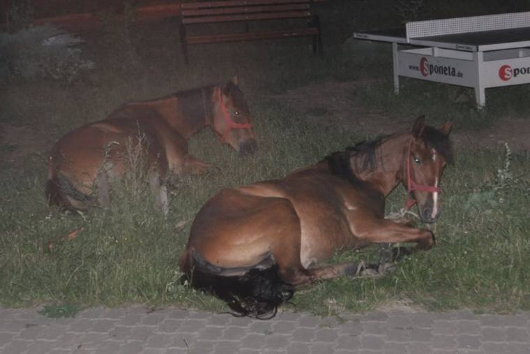 Befogják a gazdátlan lovakat