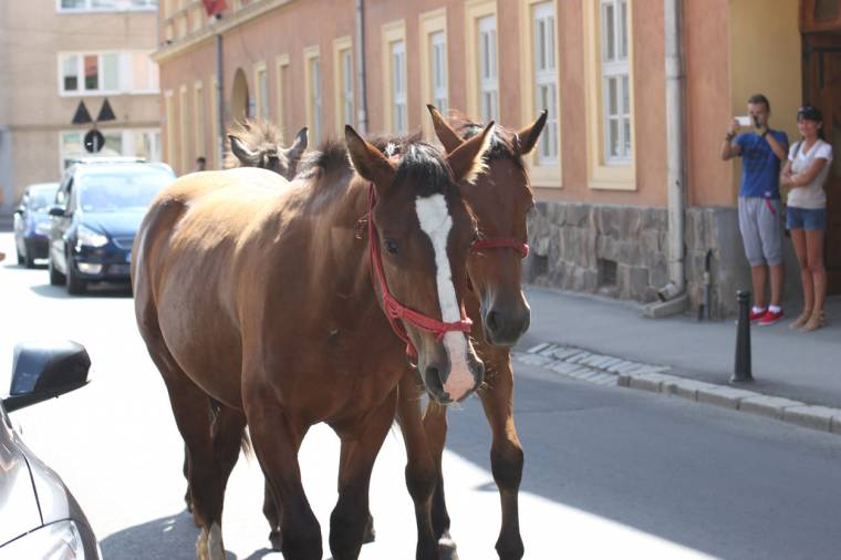 Kiváltották a befogott lovakat