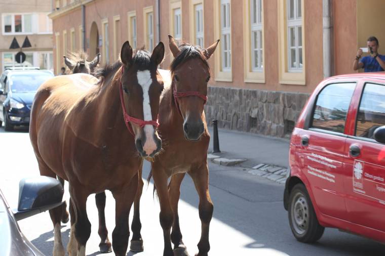 Sokszor következmények nélkül marad az állatkínzás