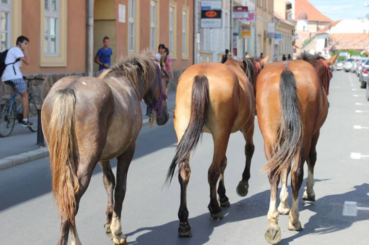 Lovak a központban