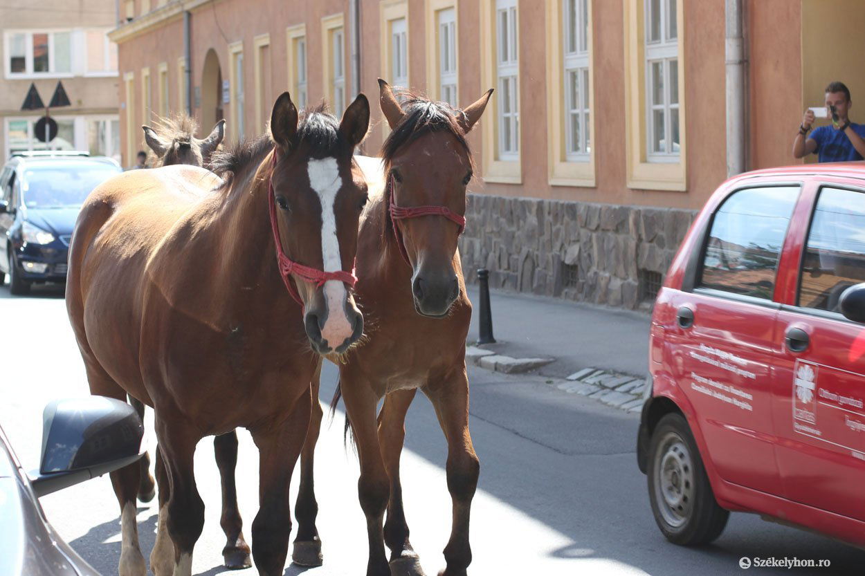 &bullet;  Fotó: Farkas Antal