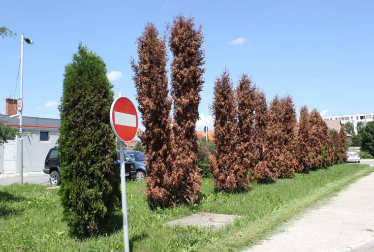 Harminc fenyő pusztult el Udvarhelyen