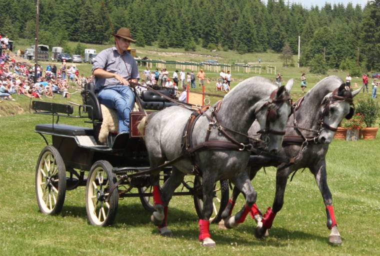 Rákóczi Gergő nyerte a kettesfogathajtó-bajnokság döntőjét
