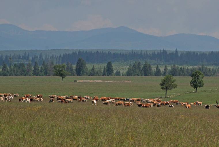 Legelőhasználat: bonyolítás román módra?