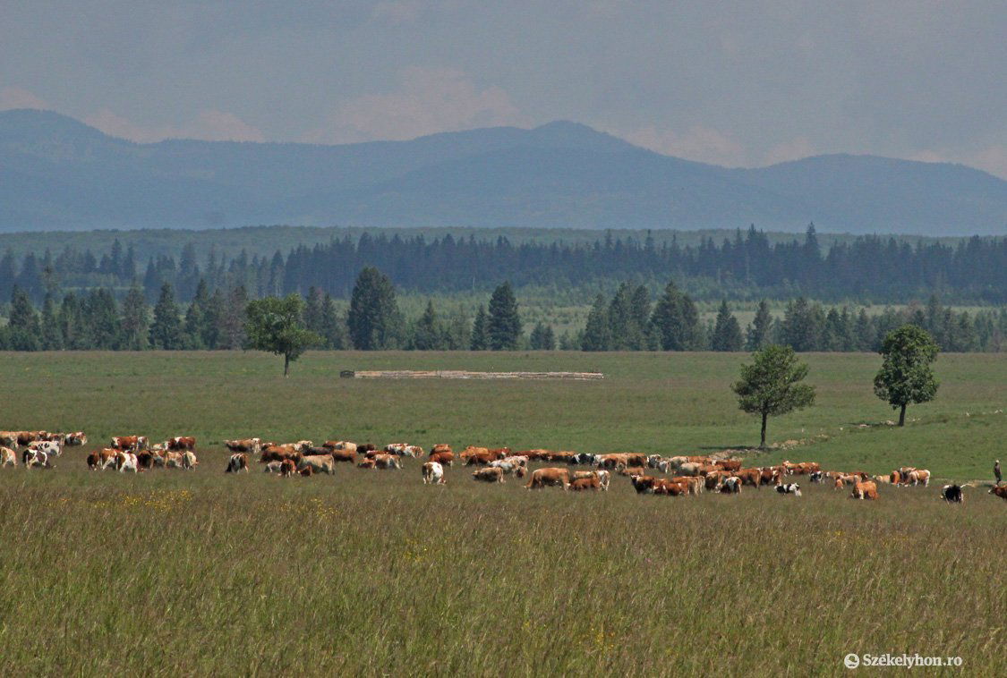 • Fotó: Farkas Antal