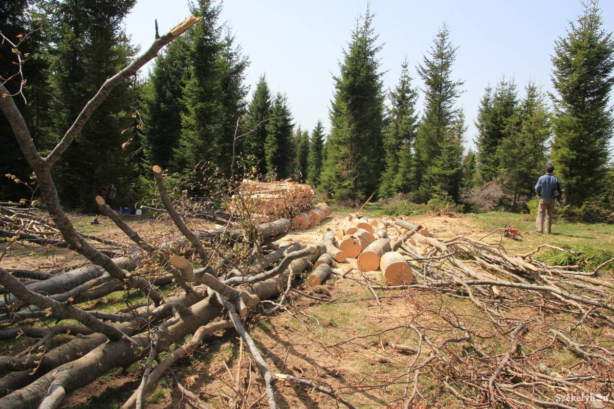 • Fotó: Pál Gábor