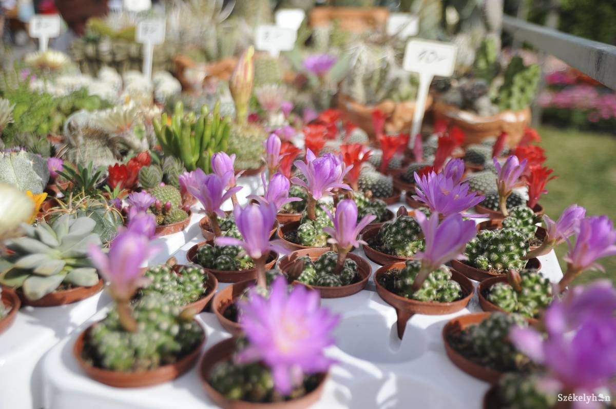 &bullet;  Fotó: Thomas Campean