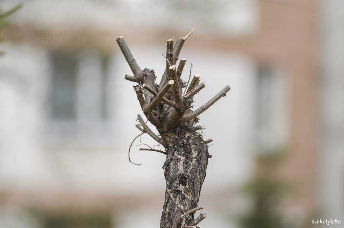 &bullet;  Fotó: Veres Nándor