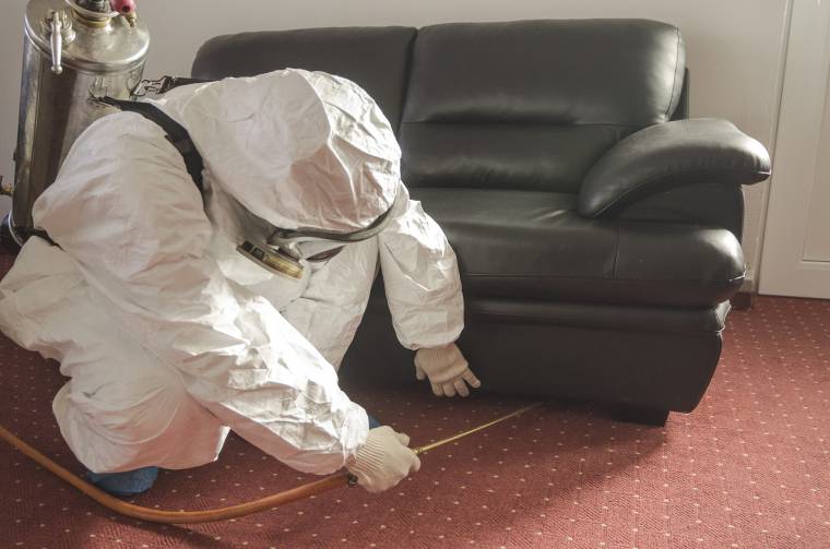 Egyénenként is sokat tehetünk a csótányok elszaporodása ellen