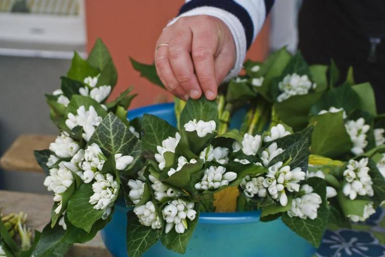 Vásárolható a védett hóvirág