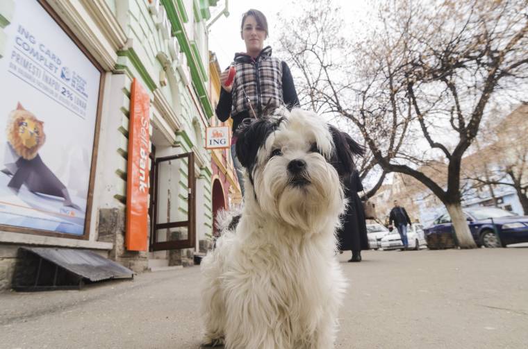 Többletkiadás kutyatartóknak