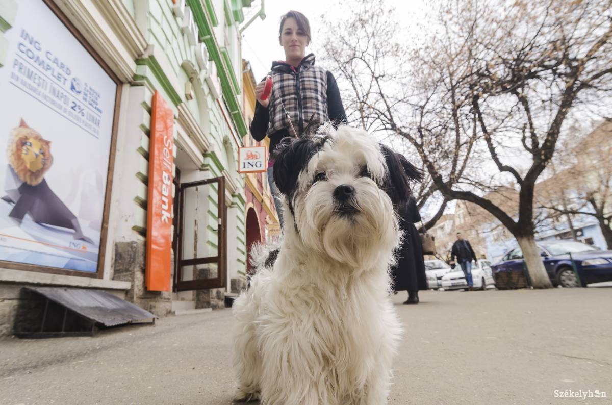 • Fotó: Veres Nándor