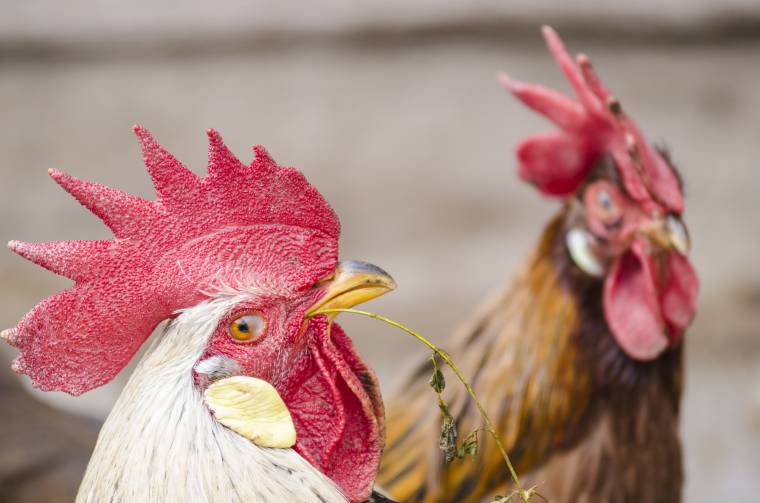 Megelőznék az újabb madárinfluenza-járványt