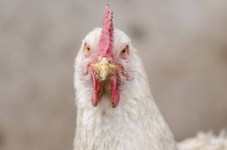 Lefoglaltak több ezer tyúkot és tojást Szatmár megyében fertőzésgyanú miatt