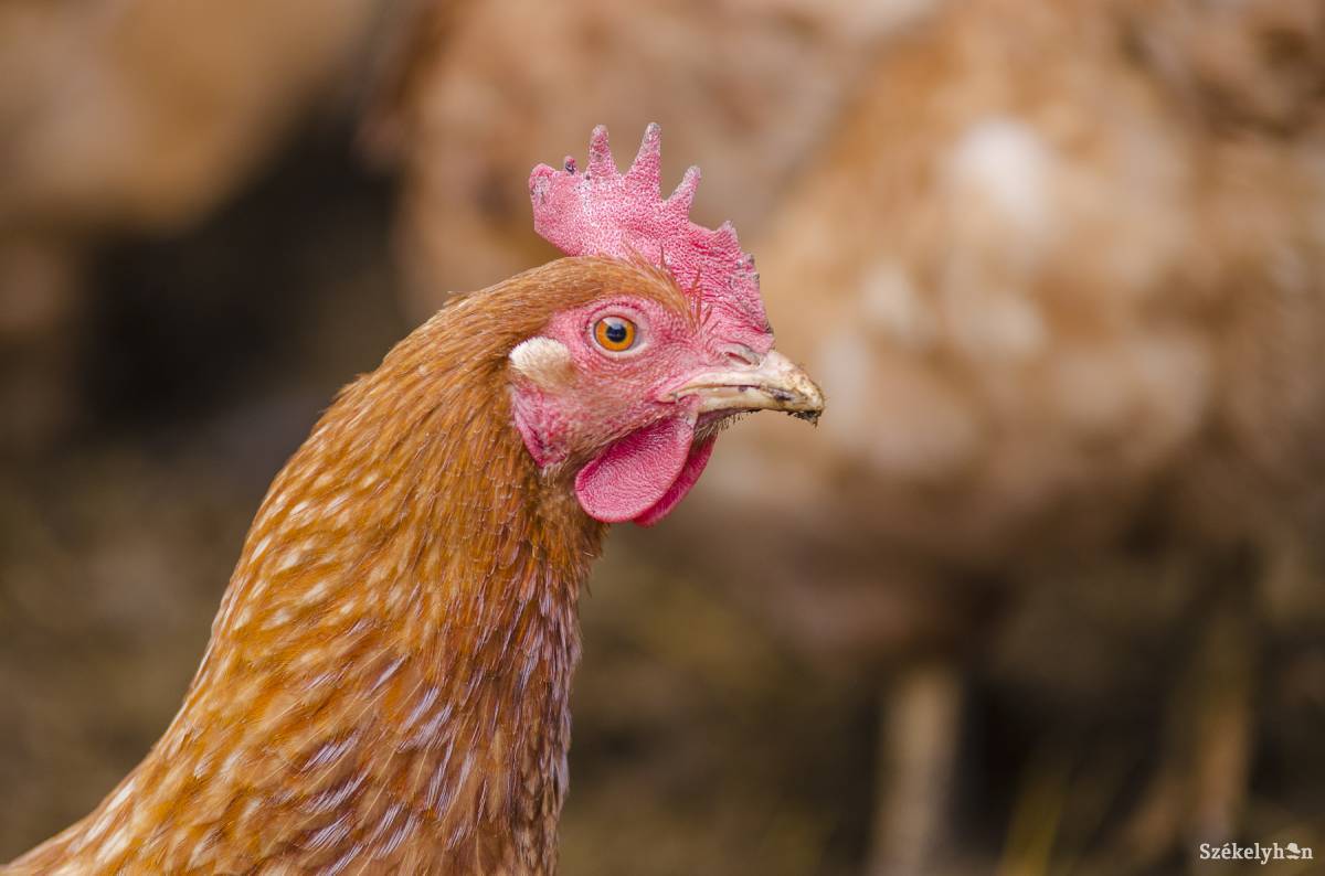 A madárinfl uenza-hullámok, illetve a farmok csökkenése is nehezíti a baromfiágazat jövőjét &bullet;  Fotó: Veres Nándor
