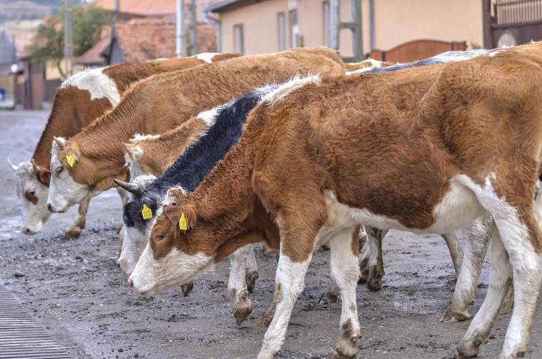 Földek és állatok után adóztatna a kormány