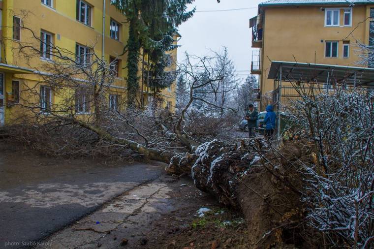 Kidőlt egy fa a Szegfű-bejáratnál