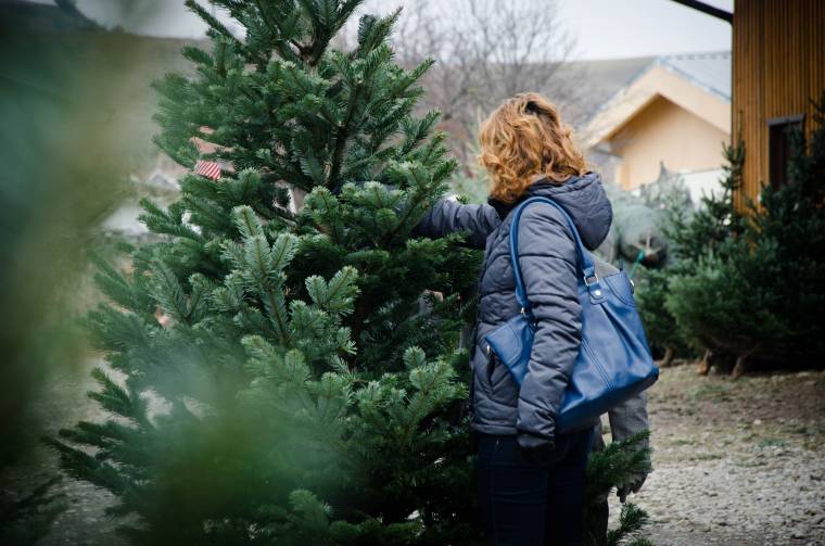 Nem látnak nagy üzletet a karácsonyfák értékesítésében