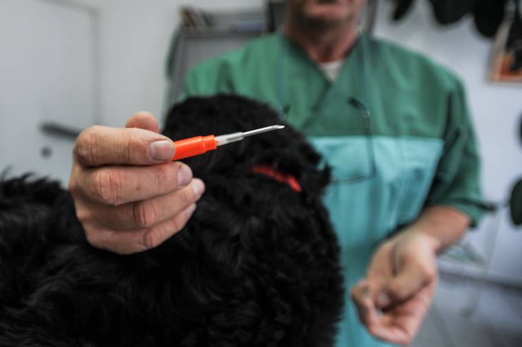 Nem kötelező kutyát tartani, viszont a kutyatartás kötelezettségekkel jár