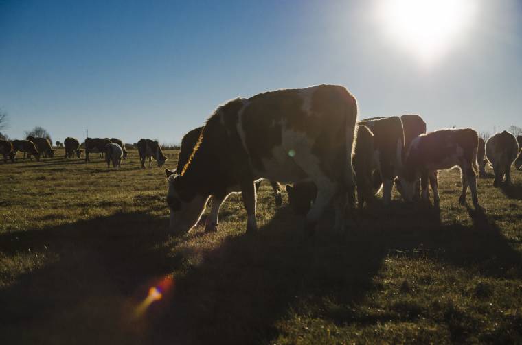 Jószágok felügyelet nélkül