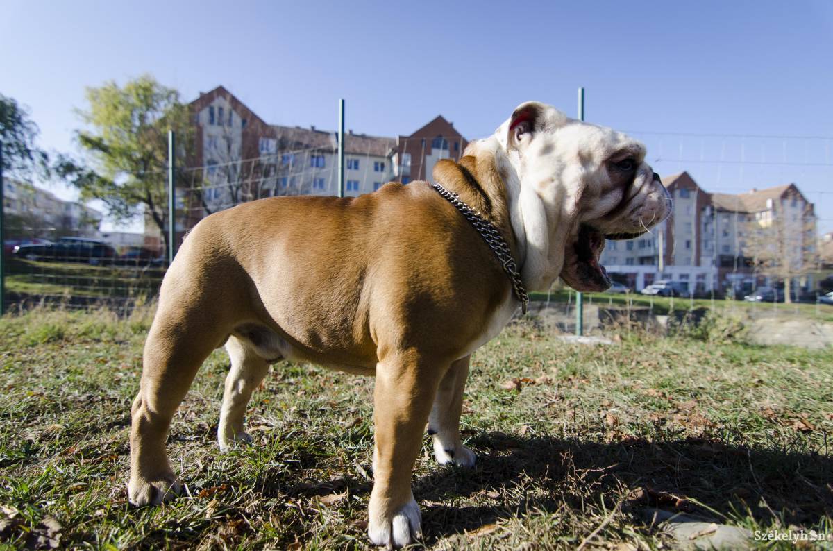 • Fotó: Lukácsi Lehel