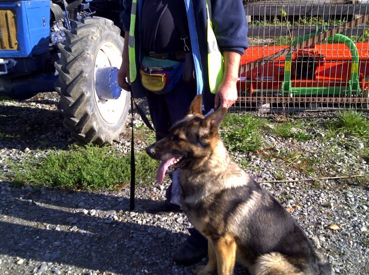 Kutyák szaglásznak adócsalók után