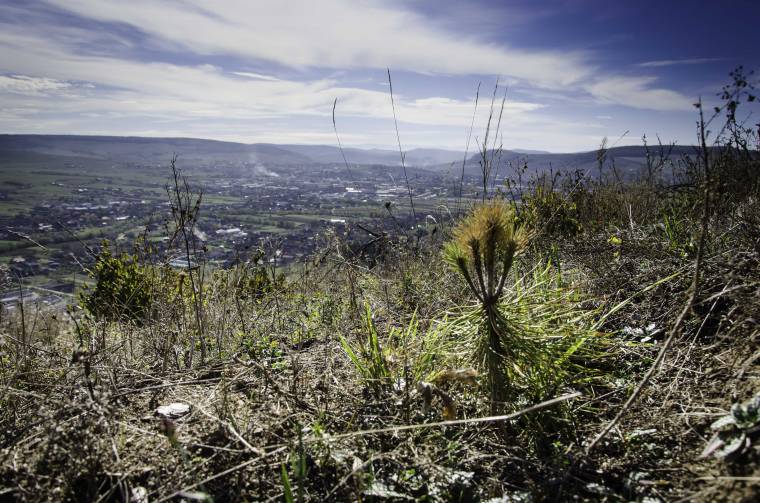 Zajlik a tűzben elpusztult Rez-tetői erdőrész újratelepítése