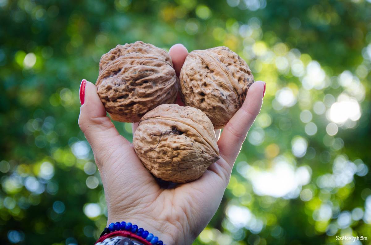 • Fotó: Lukácsi Lehel