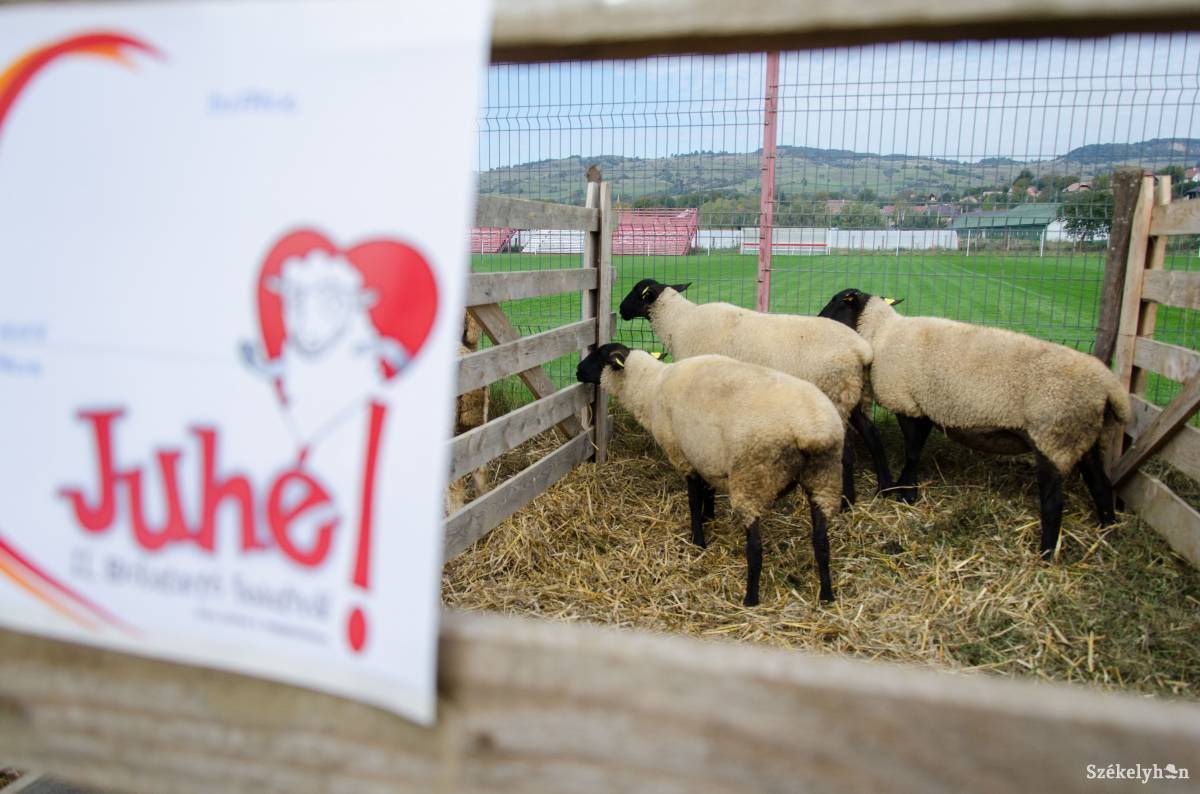 • Fotó: Lukácsi Lehel