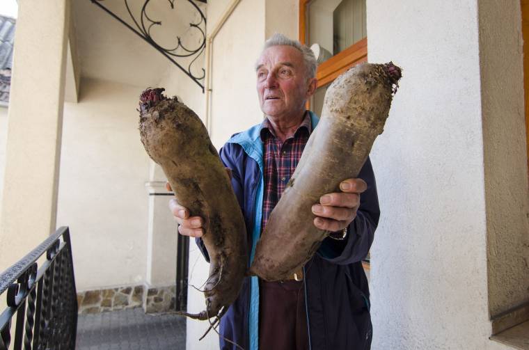 Kidőltek a földből, akkorára nőttek