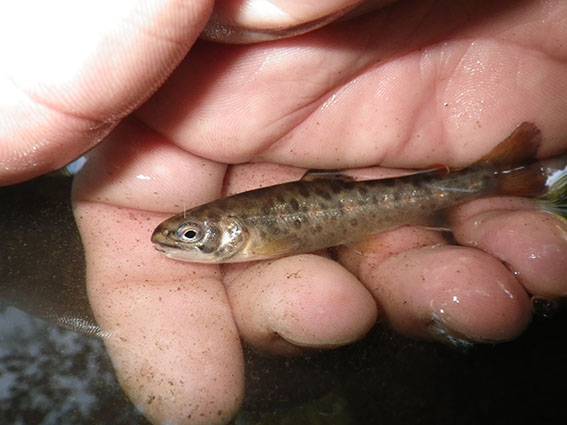 Előnevelt pisztrángokkal gazdagodott a Nagy-Küküllő