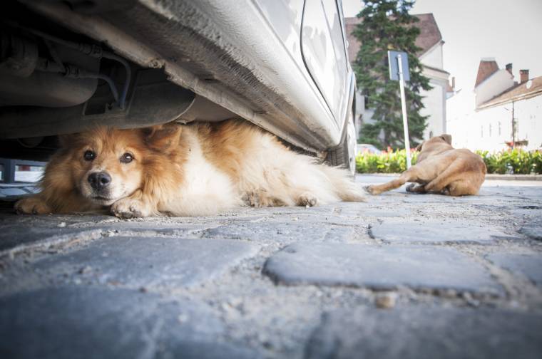 Ezeket a kutyákat lehet most örökbe fogadni Székelyudvarhelyről