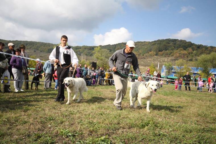 Félreállított bírák a kutyakiállításon