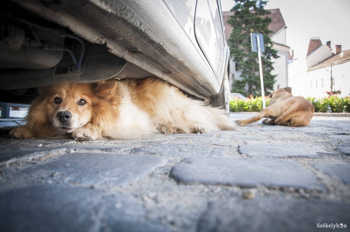 Illusztráció &bullet;  Fotó: Lukácsi Lehel