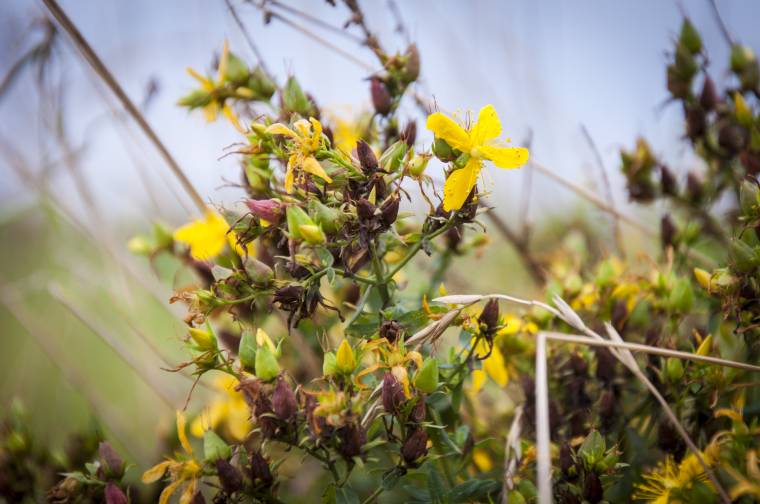 A gyógynövényekről értekeznek Csíkszeredában