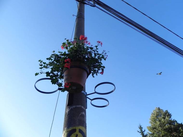 Virágokat loptak, virágtartókat rongáltak