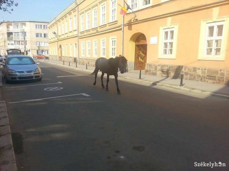 &bullet;  Fotó: Pál Gábor