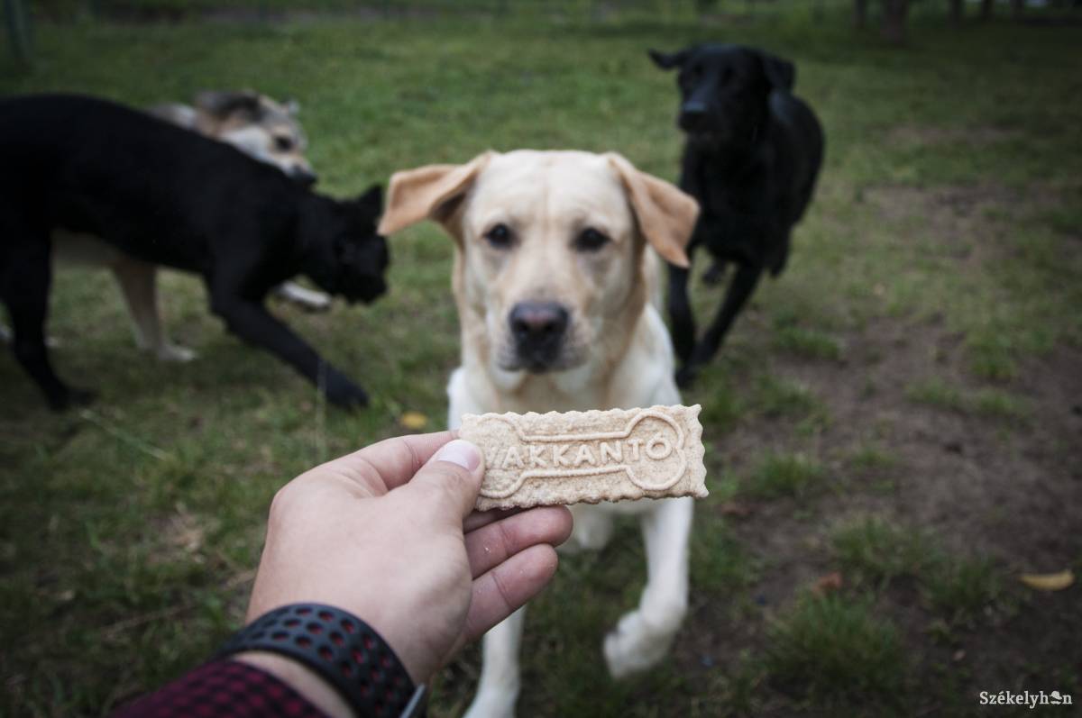 &bullet;  Fotó: Lukácsi Lehel