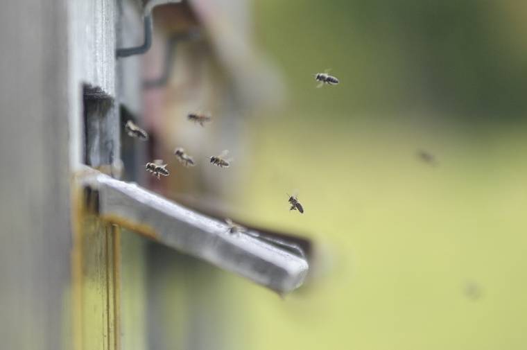 Még az idősebb méhészek sem emlékeznek olyan rossz évre, mint az idei