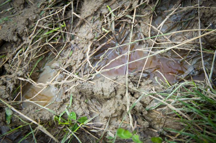 Bűzös napok Muzsnában