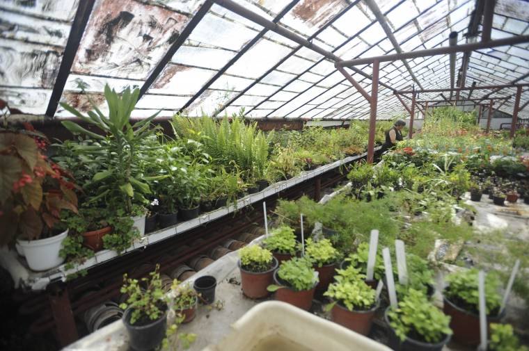 Kertészálmok válnak valóra