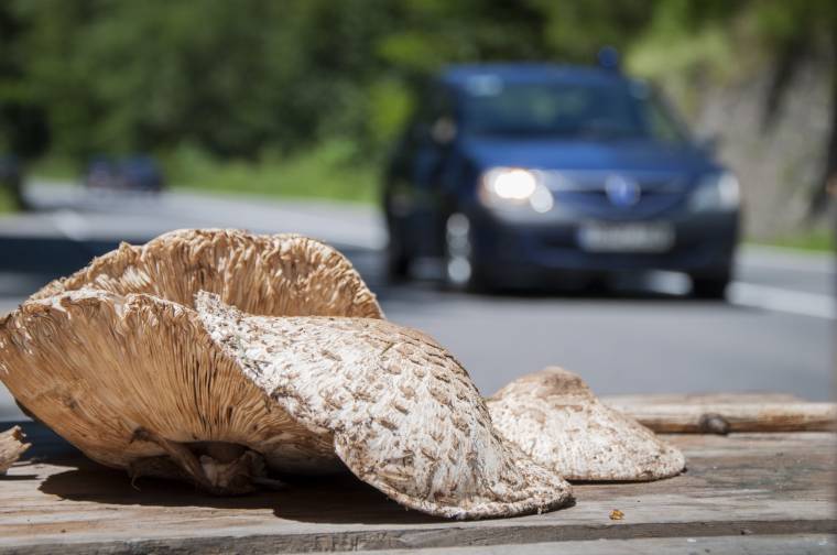 Útszéli gombaszezon