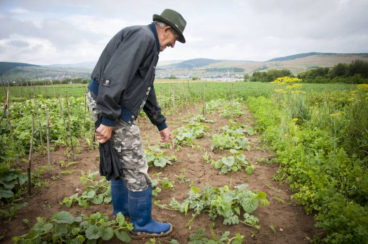 Garázdálkodnak a terménytolvajok