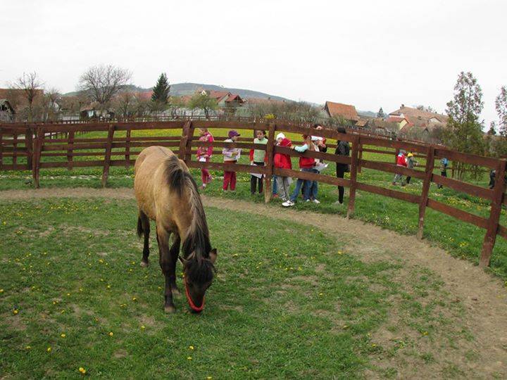 Gyógyító lovak Keresztúron